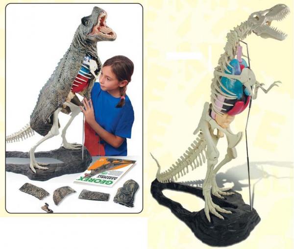T-Rex Komplettmodell mit Organen und Haut, Replikat Deluxe-Edition